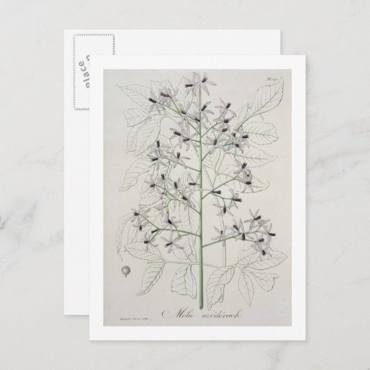 Joによる「フィトグレープヒメディケール」のメリア・アゼダラハ ポストカード (正面/裏面)