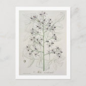 Joによる「フィトグレープヒメディケール」のメリア・アゼダラハ ポストカード (正面)