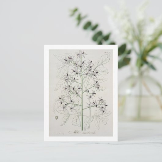 Joによる「フィトグレープヒメディケール」のメリア・アゼダラハ ポストカード (スタンド正面)