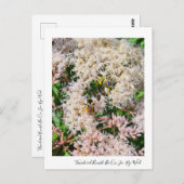 Joe-Pye-Weedハガキの3色のまわりに ポストカード (正面/裏面)