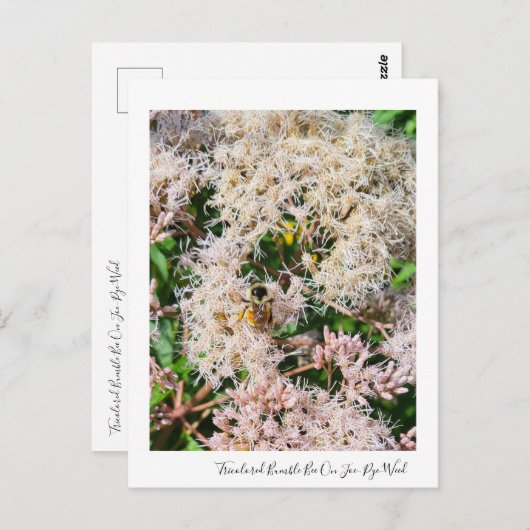 Joe-Pye-Weedハガキの3色のまわりに ポストカード (正面/裏面)