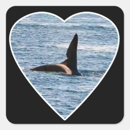 John Coeオルカのシャーク・バイト・フィン スクエアシール