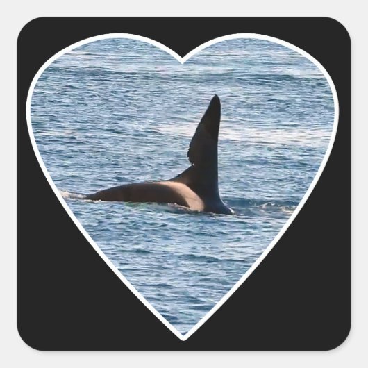 John Coeオルカのシャーク・バイト・フィン スクエアシール (正面)