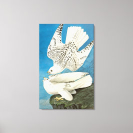 John James Audubon著、Gyrfalcons、別名Gerfalcons キャンバスプリント
