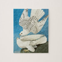 John James Audubon著、Gyrfalcons、別名Gerfalcons