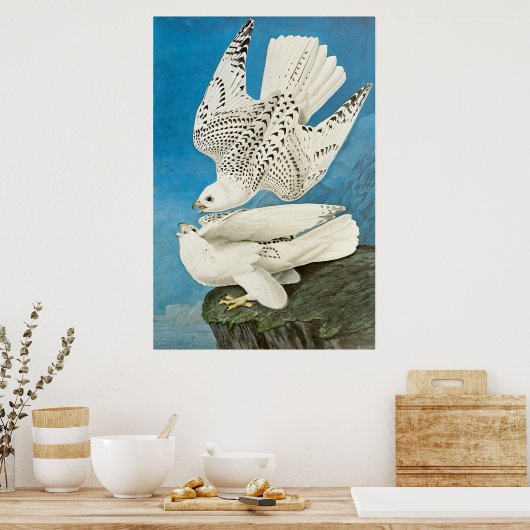 John James Audubon著、Gyrfalcons、別名Gerfalcons ポスター (キッチン)