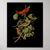 John James Audubon ～夏の赤い鳥～ ポスター (正面)