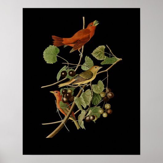 John James Audubon ～夏の赤い鳥～ ポスター (正面)