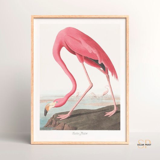 John James Audubon American Flamingo Wildlife Art ポスター