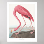 John James Audubon American Flamingo Wildlife Art ポスター (正面)