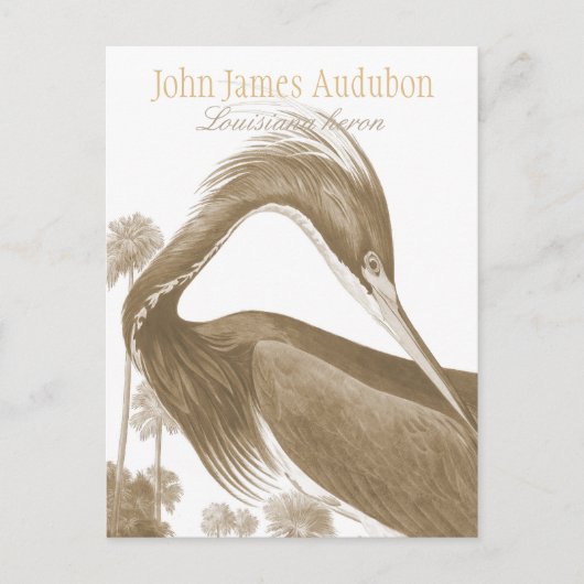 John James Audubon Lousiana heron CC0752バード ポストカード (正面)