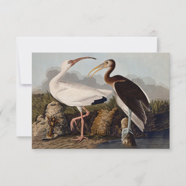 John James Audubon White Ibis Bird Print Classic (正面)