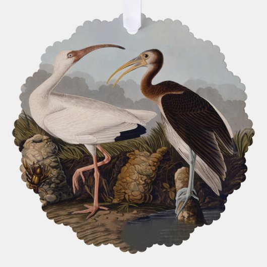 John James Audubon White Ibis Bird Print Classic オーナメントカード (正面)