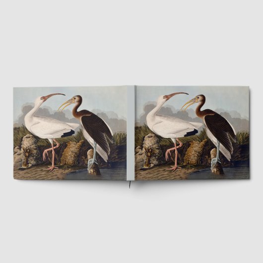 John James Audubon White Ibis Bird Print Classic ゲストブック (全面)