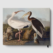 John James Audubon White Ibis Bird Print Classic ゲストブック (裏面)