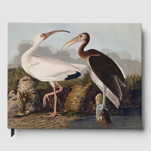 John James Audubon White Ibis Bird Print Classic ゲストブック (正面)