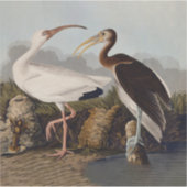 John James Audubon White Ibis Bird Print Classic シール (正面)