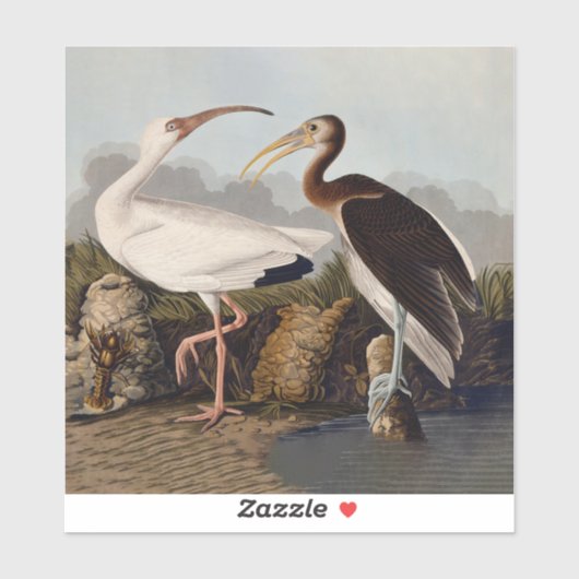 John James Audubon White Ibis Bird Print Classic シール (シート)