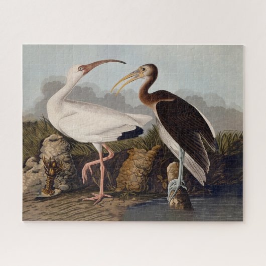 John James Audubon White Ibis Bird Print Classic ジグソーパズル (横)