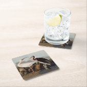 John James Audubon White Ibis Bird Print Classic スクエアペーパーコースター (インサイチュ)