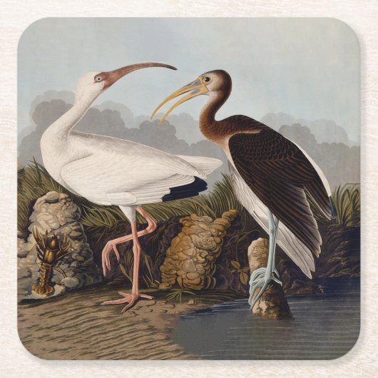 John James Audubon White Ibis Bird Print Classic スクエアペーパーコースター (正面)