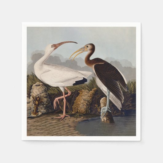 John James Audubon White Ibis Bird Print Classic スタンダードカクテルナプキン (正面)