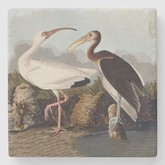 John James Audubon White Ibis Bird Print Classic ストーンコースター (正面)