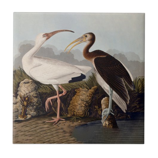 John James Audubon White Ibis Bird Print Classic タイル (正面)