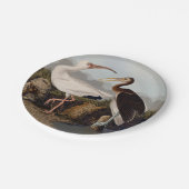 John James Audubon White Ibis Bird Print Classic ペーパープレート (アングル)