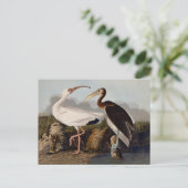 John James Audubon White Ibis Bird Print Classic ポストカード (スタンド正面)
