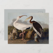 John James Audubon White Ibis Bird Print Classic ポストカード (正面/裏面)