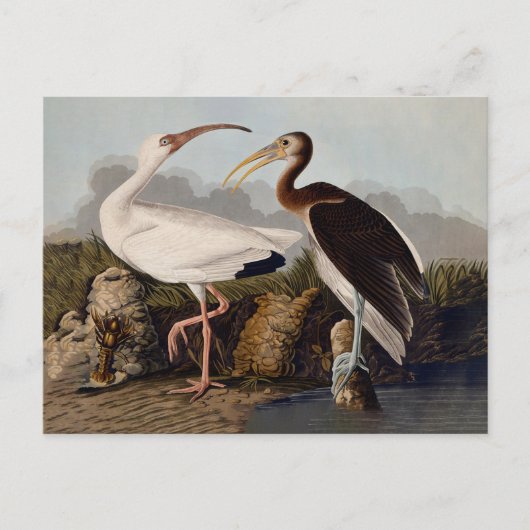 John James Audubon White Ibis Bird Print Classic ポストカード (正面)