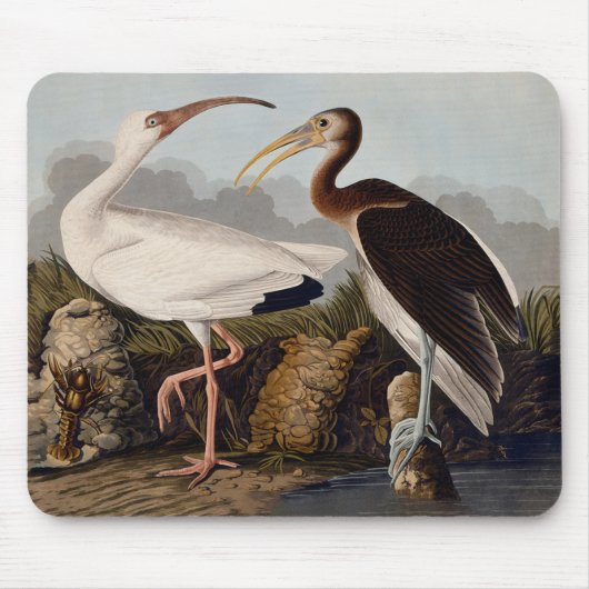 John James Audubon White Ibis Bird Print Classic マウスパッド (正面)