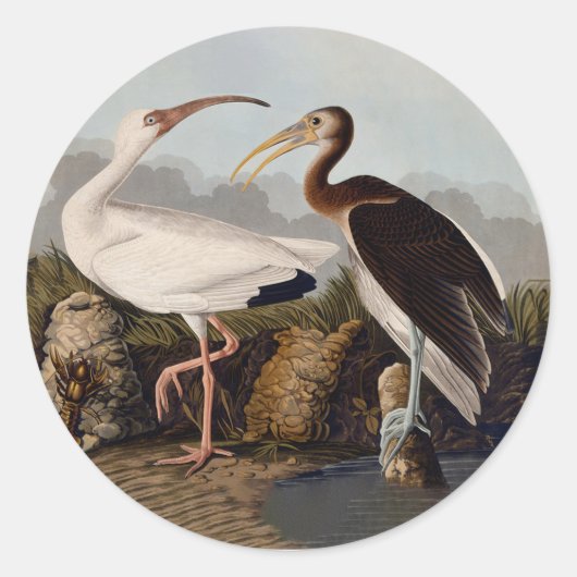 John James Audubon White Ibis Bird Print Classic ラウンドシール (正面)