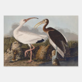 John James Audubon White Ibis Bird Print Classic ラッピングペーパーシート (正面)