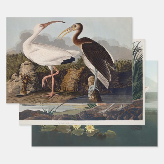 John James Audubon White Ibis Bird Print Classic ラッピングペーパーシート (セット)