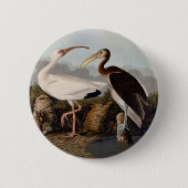 John James Audubon White Ibis Bird Print Classic 缶バッジ (正面)
