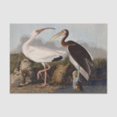 John James Audubon White Ibis Bird Print Classic 薄葉紙 (正面)