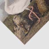 John James Audubon White Ibis Bird Print Classic 薄葉紙 (詳細)