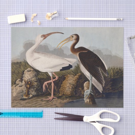 John James Audubon White Ibis Bird Print Classic 薄葉紙 (クラフト)