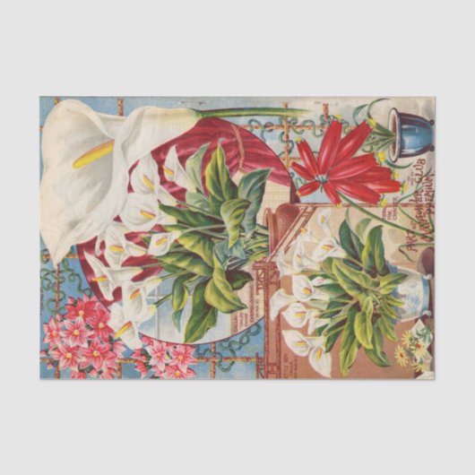 John Lewis Child's Calla Flower Bulbs Catalog 1898 薄葉紙 (正面)