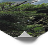 John Muir:「松と松の間に入り口がある」 ポスター (角)