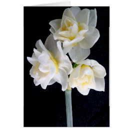 Jonquilの花- Ecclesiastesの3:1