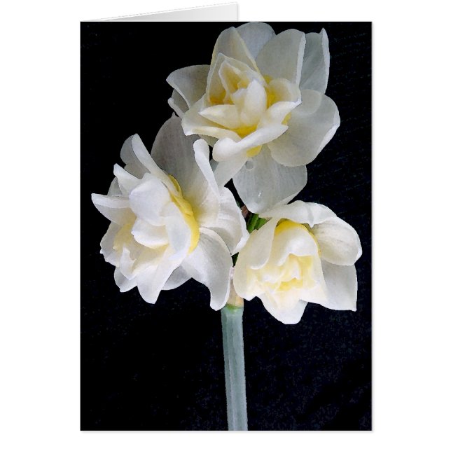 Jonquilの花- Ecclesiastesの3:1 (正面)