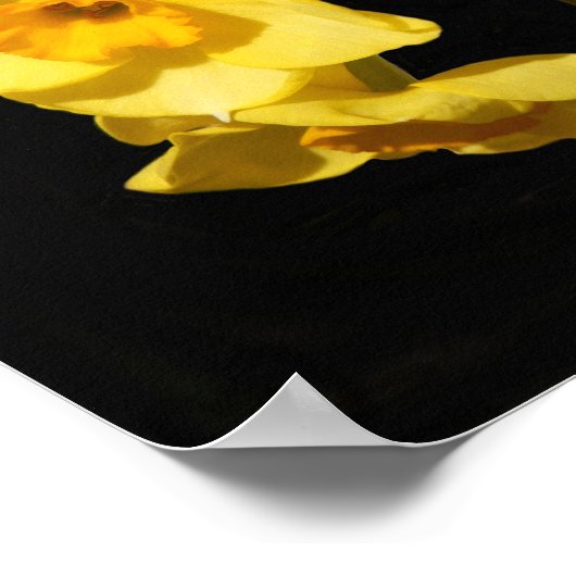 Jonquil Flowersポスター ポスター (角)