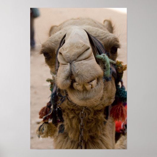 Jordan, Ancient Nabataean city of Petra. Local ポスター (正面)