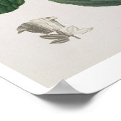 Joseph R著「Phytographie Medicale」のニコチアナ ポスター (角)