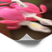 Joshua 24:15出血ハート花 ポスター (角)