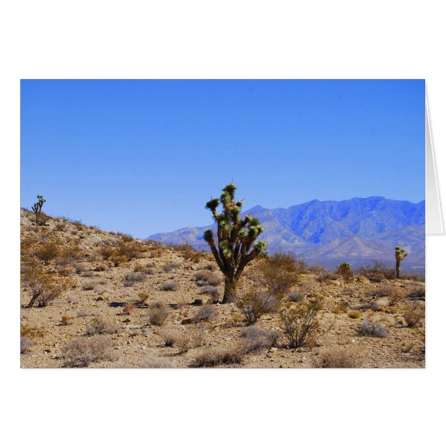 Joshua Trees, Mojave Desert，カリフォルニア (正面横)