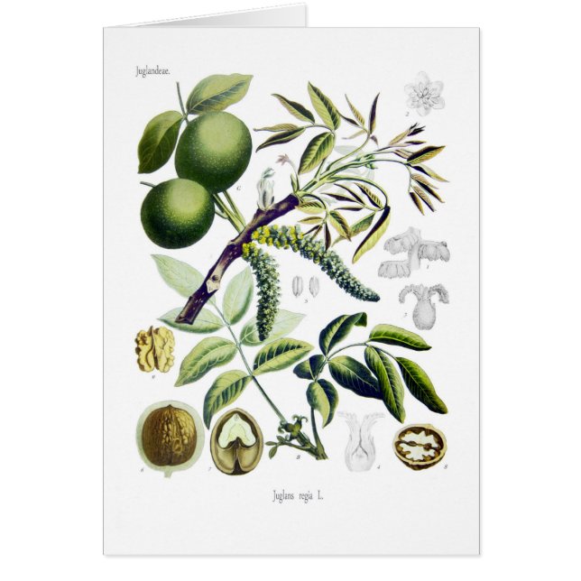 Juglansのregia (クルミ) (正面)